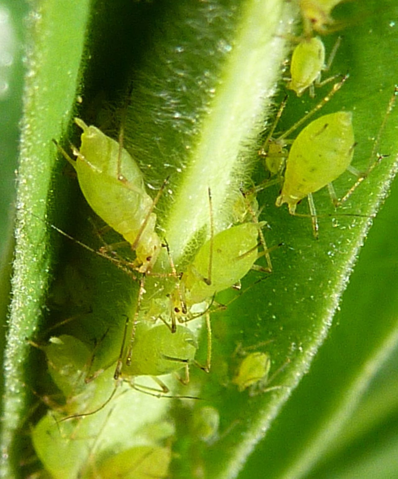 aphid plush