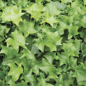 German Ivy Plant