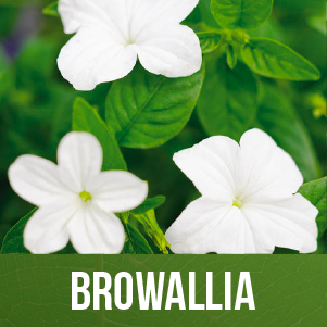 Browallia