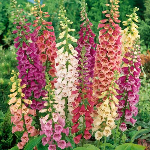 Digitalis purpurea (Foxglove) – Camelot Mix | Trevisanuttos