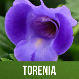 Torenia