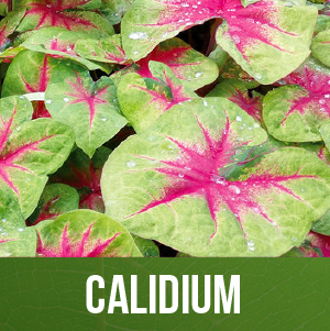 Calidium