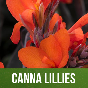 Canna Lillies