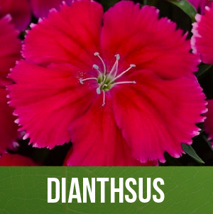 Dianthsus
