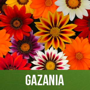 Gazania