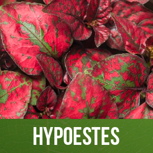 Hypoestes