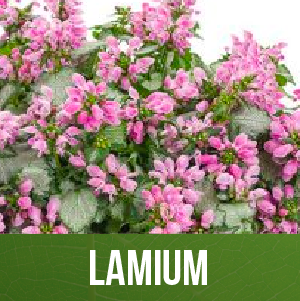 Lamium