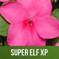 Super Elf XP