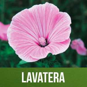 Lavatera