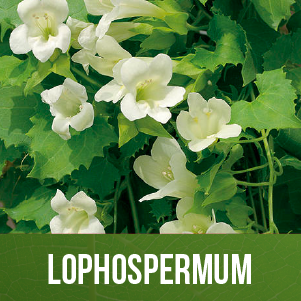 Lophospermum