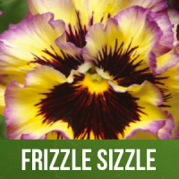 Frizzle Sizzle