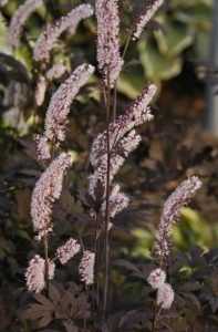 An Actaea plant with pink spikes of flowers in a garden.