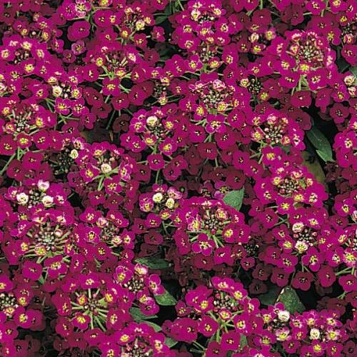 A close up of a bunch of Alyssum Easter Bonnet flowers, which are violet in color.