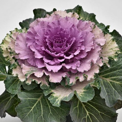 Flower Kale – Osaka Pink | Trevisanuttos