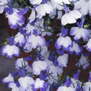 Blue and white Lobelia Regatta - Blue Splash flowers are growing in a pot.