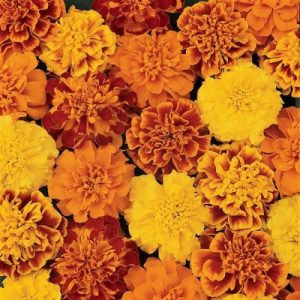 A vibrant bouquet of Marigold Bonanza - Mix flowers in a pot
