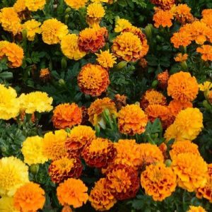 Many Marigold Hot Pak - Mix flowers in a garden.
