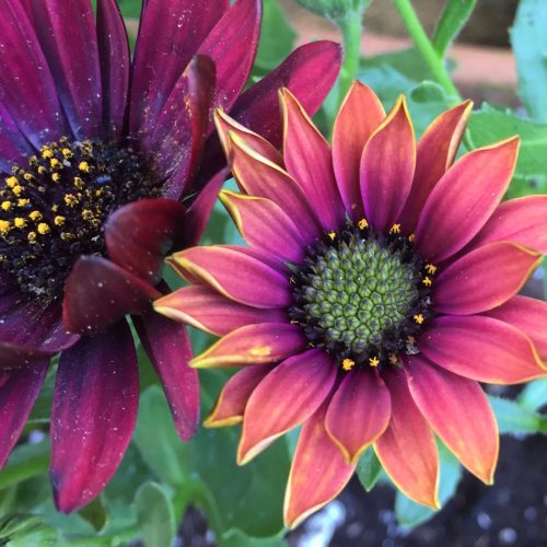 Osteospermum – Margarita Roja Red 5″ Potted | Trevisanuttos