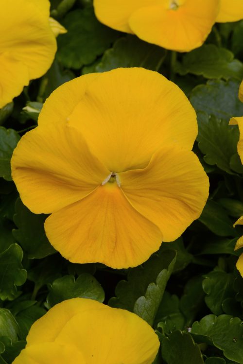 Pansy Matrix – Yellow | Trevisanuttos