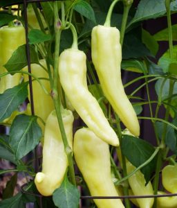 Sweet Banana peppers growing on a plant in a garden.