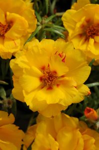 A close up of Portulaca Happy Hour flowers in a vibrant shade of yellow.