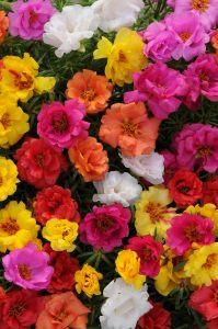 A close-up of vibrant colored flowers from the Portulaca Happy Hour - Mix.