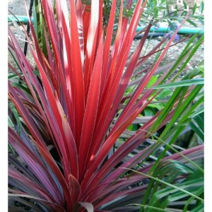 A Cordyline Red Star plant with red leaves in a garden.