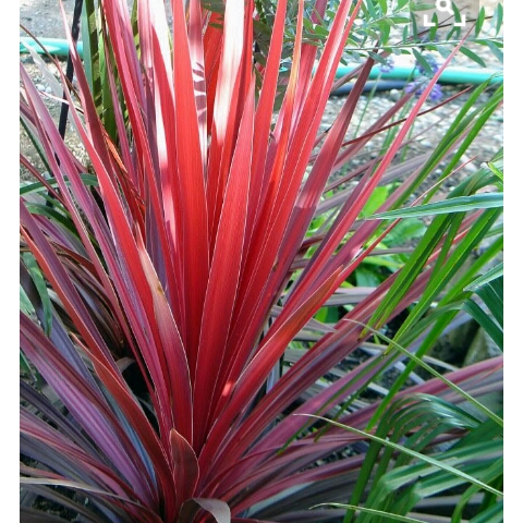 Cordyline – Red Star 7″ Potted | Trevisanuttos