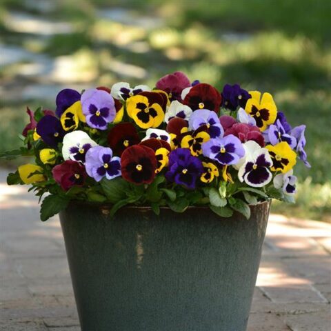 Pansy Matrix – Mix Blotch | Trevisanuttos