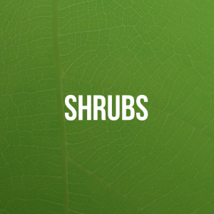 A green leaf with the word shrubs on it.