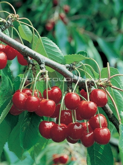 montmorency cherries