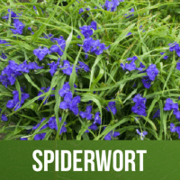 Spiderwort
