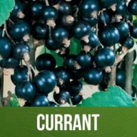 Currant