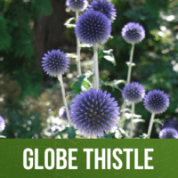 Globe Thistle
