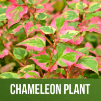 Chameleon Plant