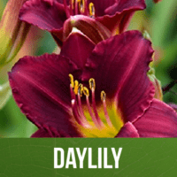 Daylily