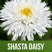 Shasta Daisy