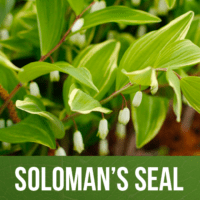 Soloman's Seal