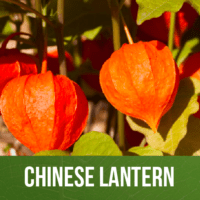 Chinese Lantern