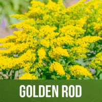 Golden Rod
