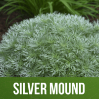 Silver Mound