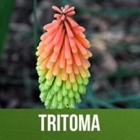 Tritoma