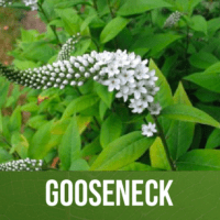 Gooseneck