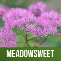 Meadowsweet