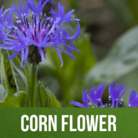 Corn Flower