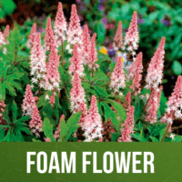 Foam Flower