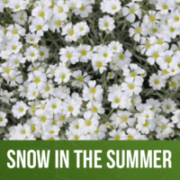 Snow in the Summer