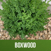 Boxwood