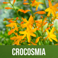 Crocosmia